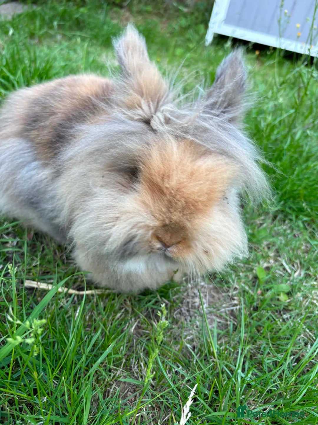 Lionhead rabbits for sale: Female Rabbit 9 months old lionhead - Advert 2