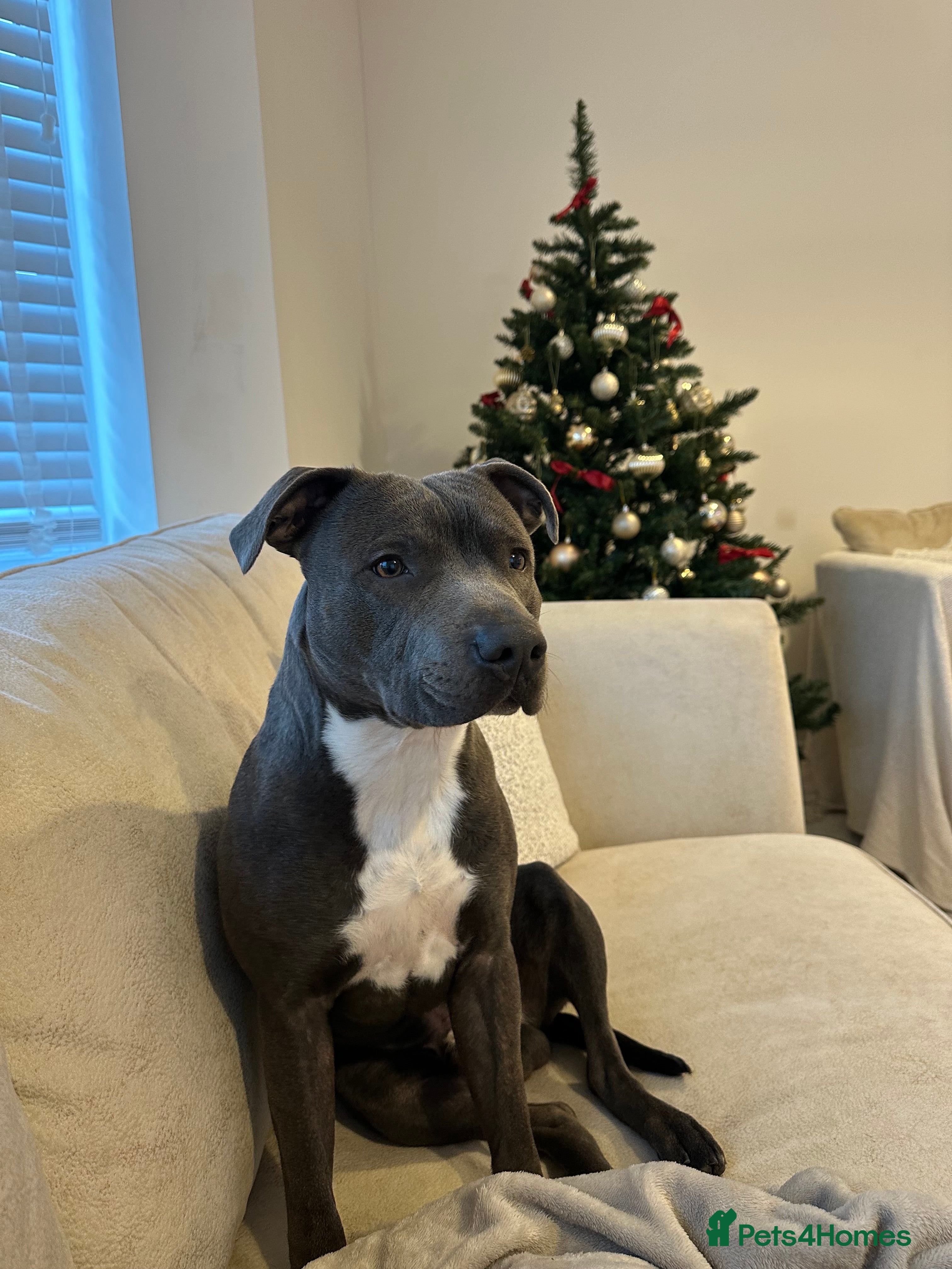 Staffordshire Bull Terrier dogs STUD KC Registered Staffordshire Bull Terrier  - Advert 4