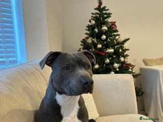 Staffordshire Bull Terrier dogs STUD KC Registered Staffordshire Bull Terrier - Advert 2