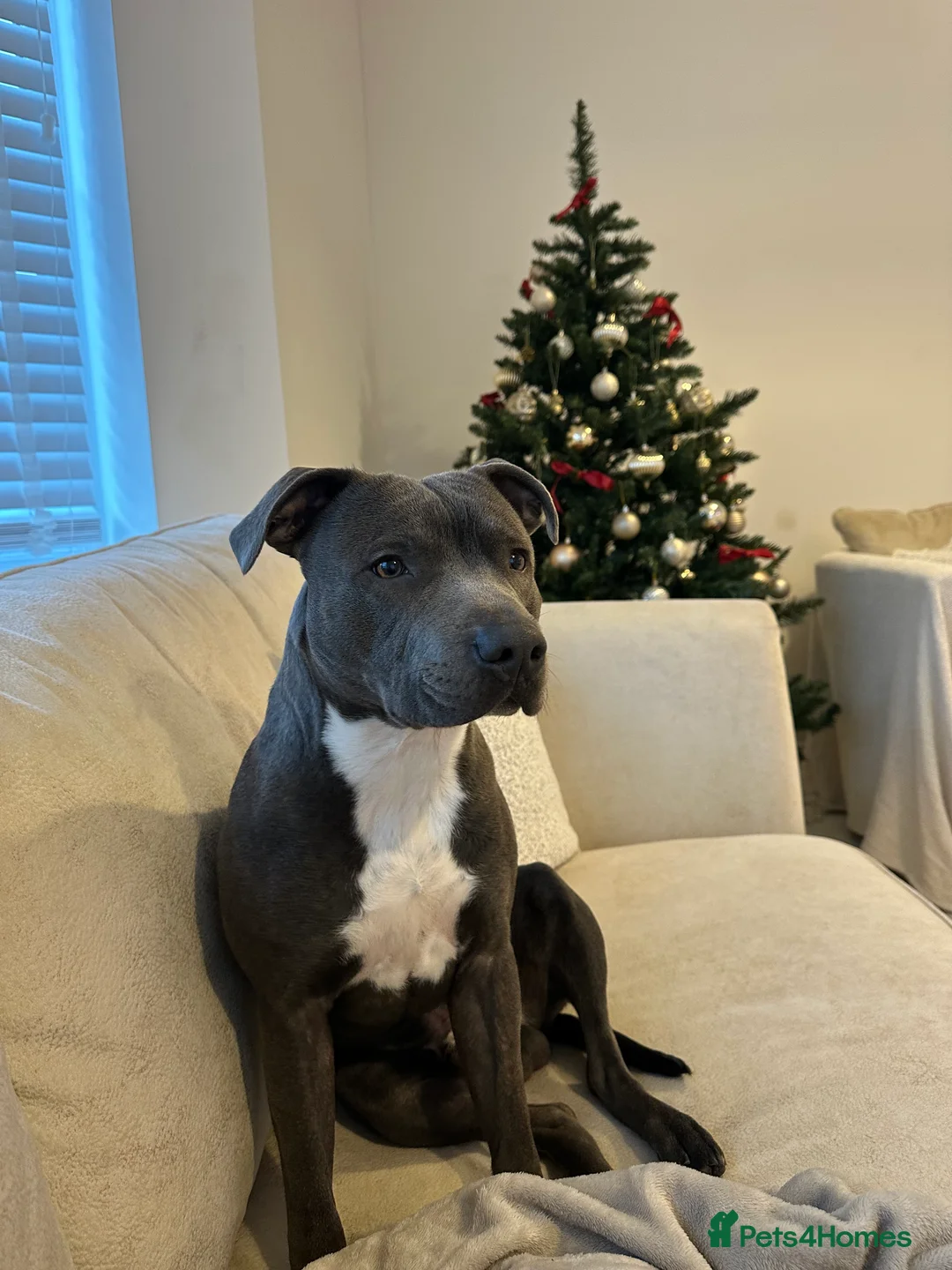 Staffordshire Bull Terrier dogs for stud: STUD KC Registered Staffordshire Bull Terrier  - Advert 1