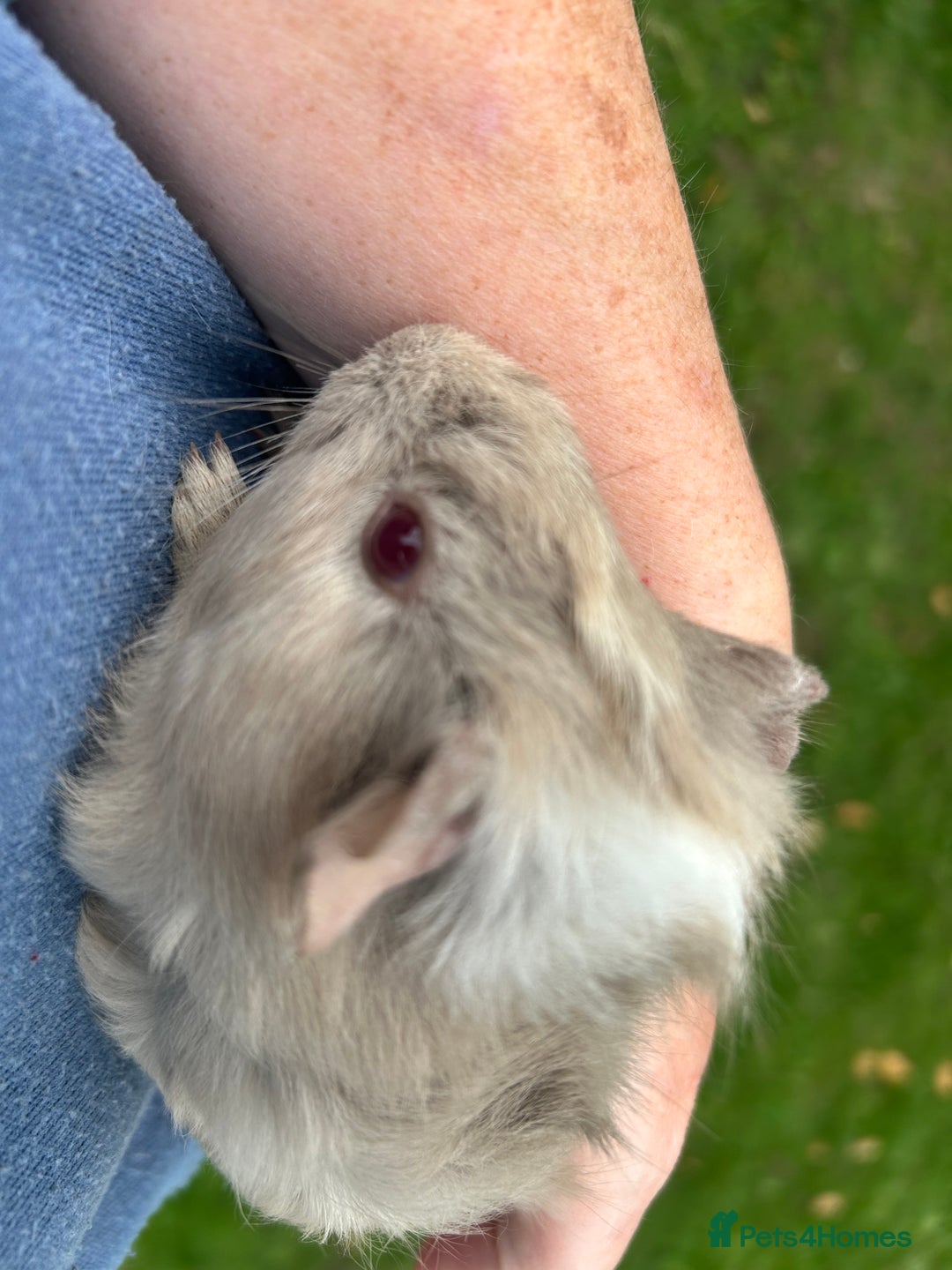 Guinea Pig rodents for sale: 6 baby boy guinea pigs available - Image 4