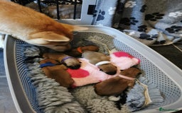 Japanese Shiba Inu dogs for sale: 5 KC Shiba puppies looking for their furever home  - Image 15