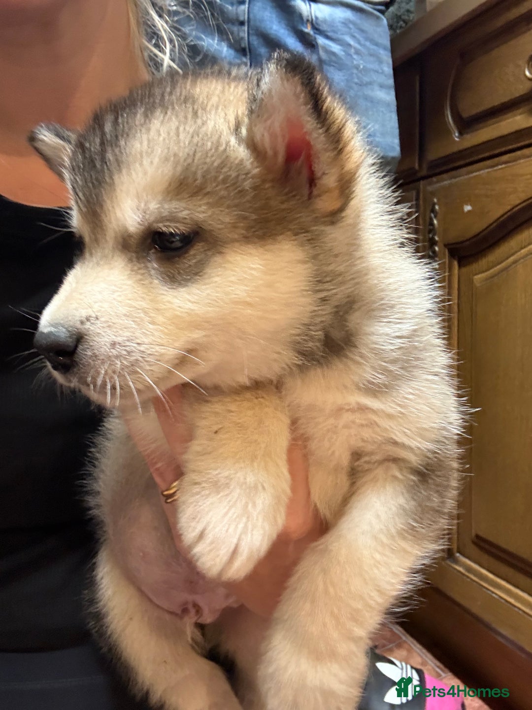Alaskan Malamute dogs for sale: K.C registered Quality Alaskan Malamute puppies - Advert 18