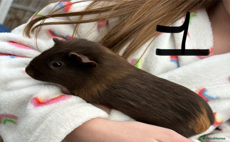 Guinea Pig rodents - Advert 5