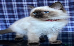 Ragdoll cats for sale: FIFe Registered Ragdoll Kittens Champion Line  - Image 6