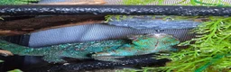 Chameleon reptiles for sale: Nosy B Cameleon - Advert 3