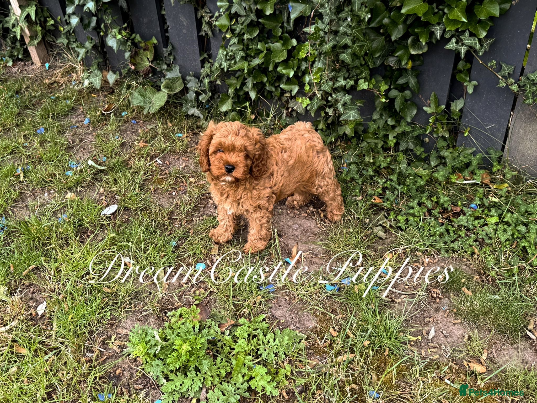 Cavapoo dogs Deep red Teddy Cavapoo ready now - Advert 2