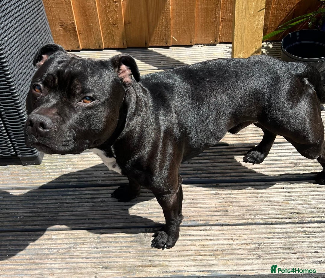 Staffordshire Bull Terrier dogs for stud: Staffordshire Bull Terrier  - Image 14