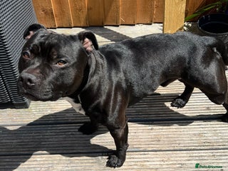 Staffordshire Bull Terrier dogs - Advert 3