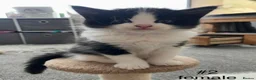 Mixed Breed cats for sale: Beautiful playful kittens 💕 - Advert 9