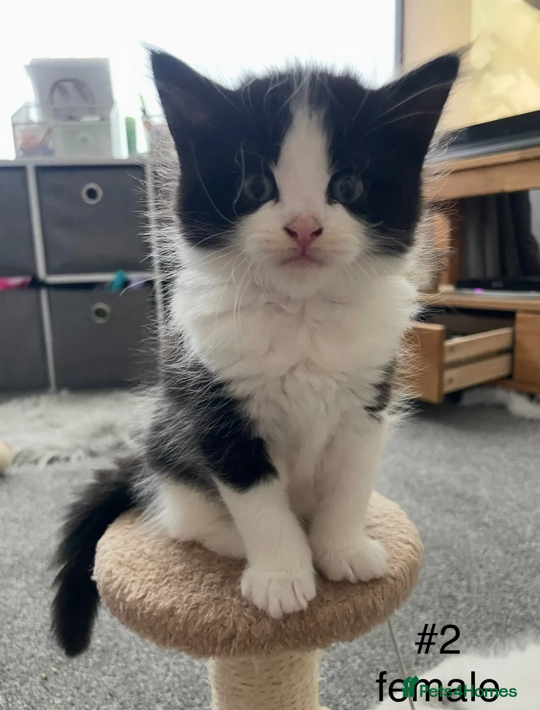 Mixed Breed cats for sale: Beautiful playful kittens 💕 - Advert 9
