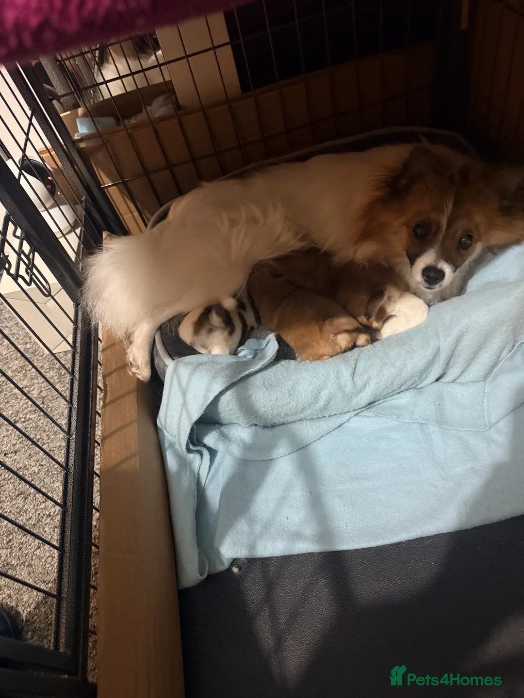 Mixed Breed dogs for sale: German spitz mix with pomchi  - Advert 16