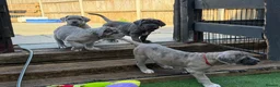 Mixed Breed dogs for sale: Neapolitan mastiff - Advert 7