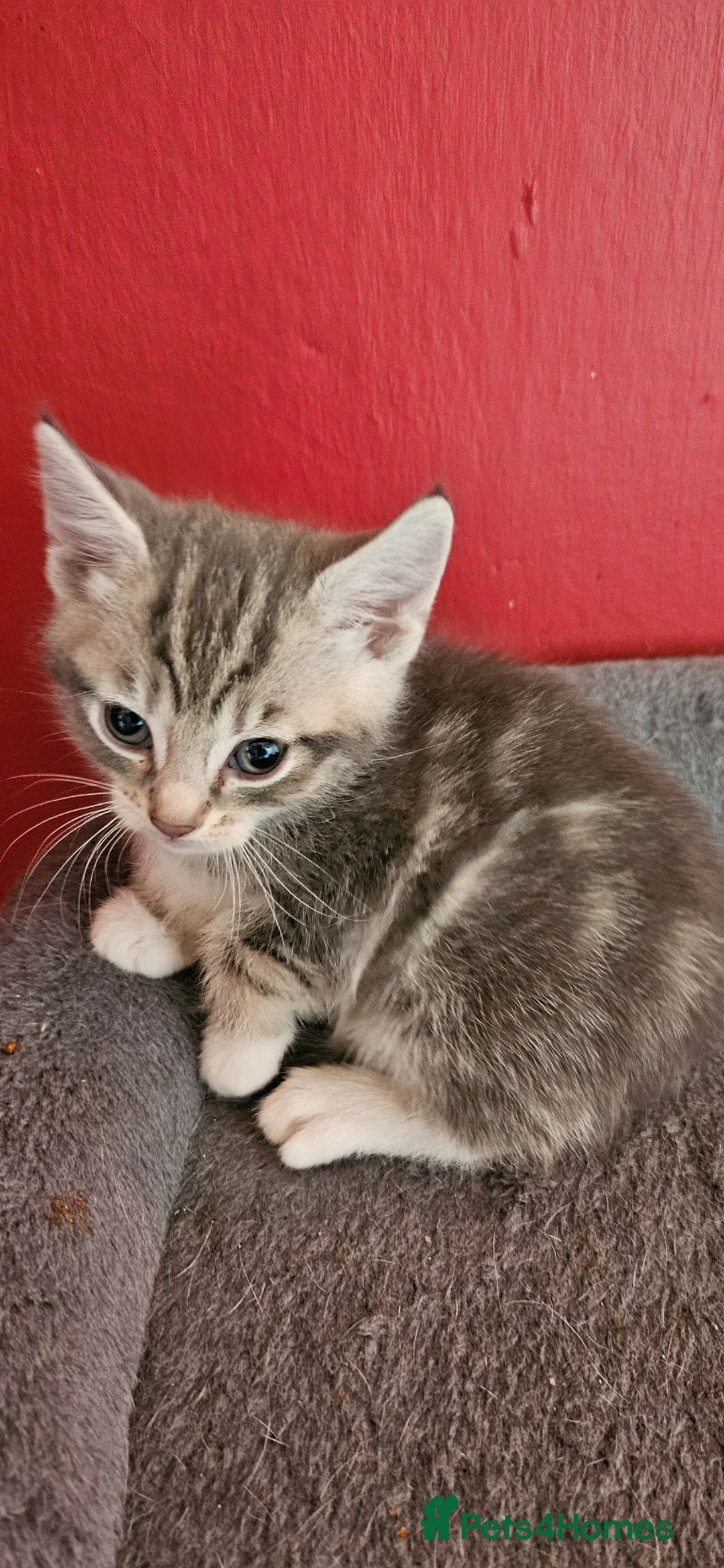 Mixed Breed cats for sale: 4 Mixed Breed Kittens  - Advert 11