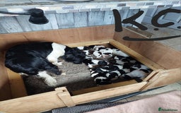 English Springer Spaniel dogs for sale: Quality Spaniel Litter at Sandaharr  - Image 5