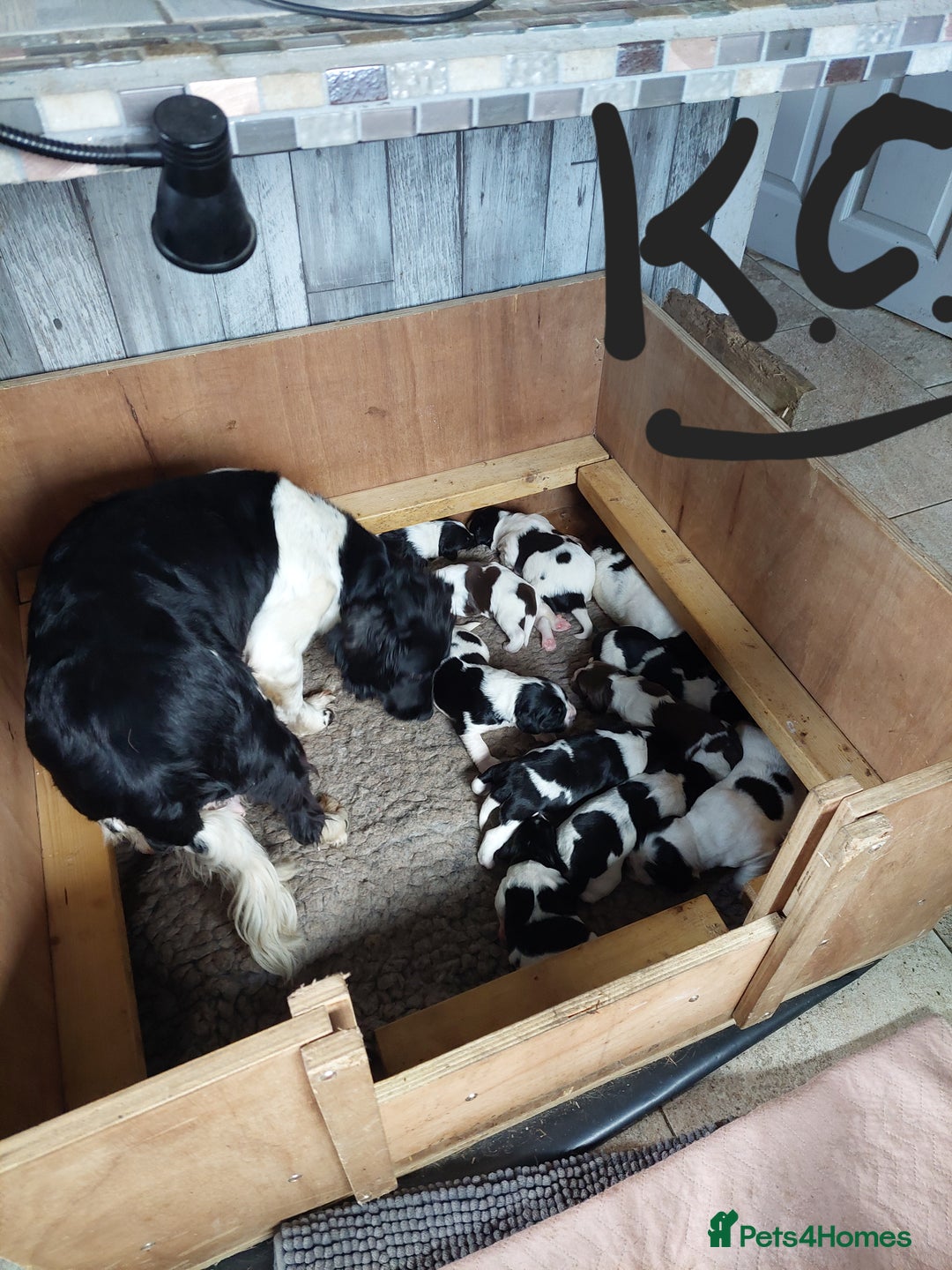 English Springer Spaniel dogs for sale: Quality Spaniel Litter at Sandaharr  - Image 5