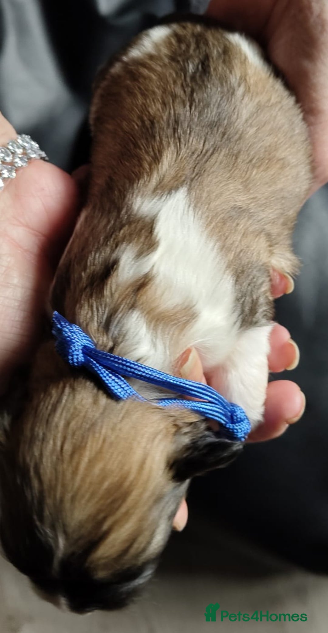 Lhasa Apso dogs for sale: KC REG LHASA APSO PUP(1 left) RED BOY) - Advert 6