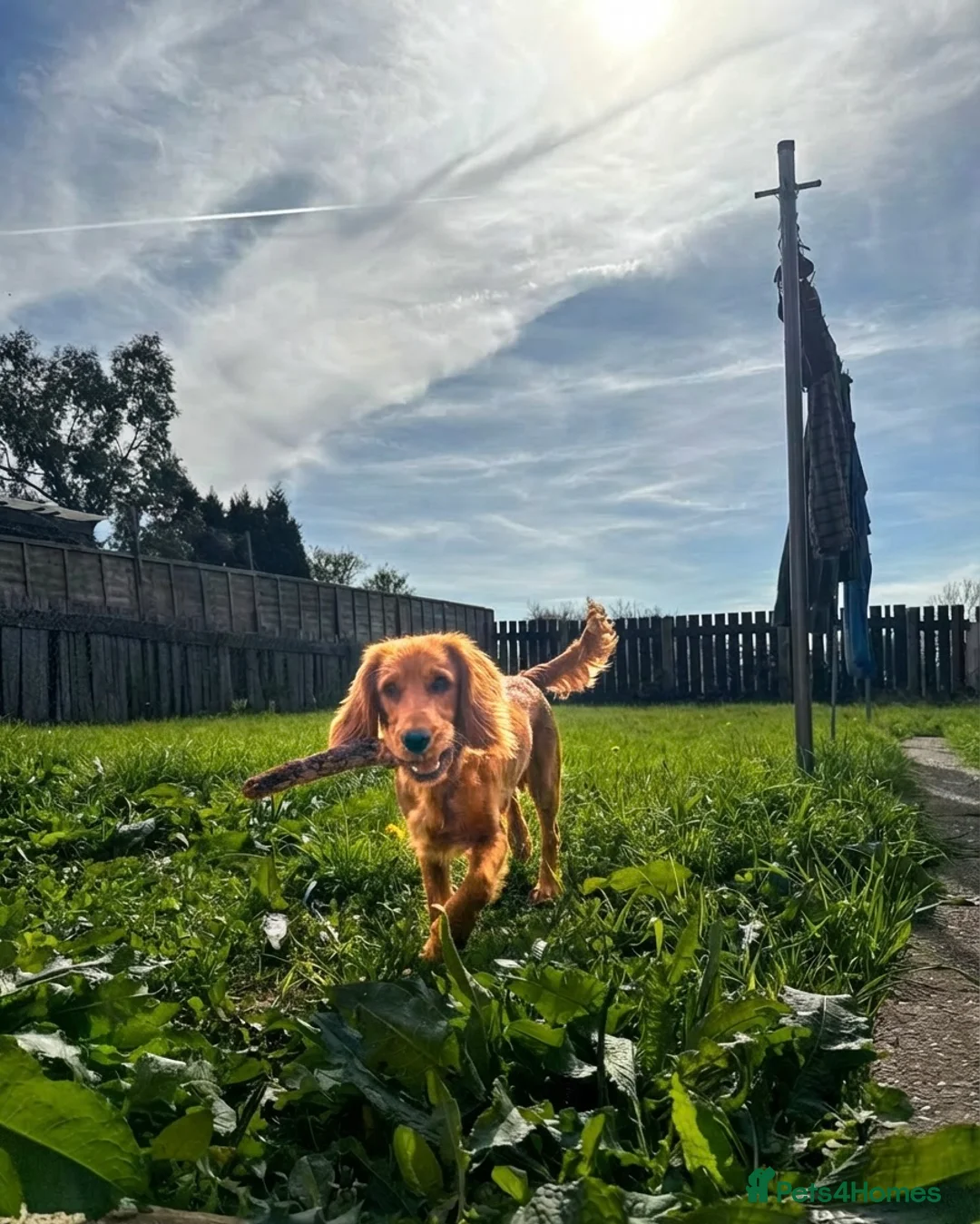 Cocker Spaniel dogs for sale: Apricot cocker spaniel  - Advert 2