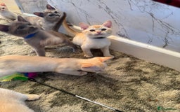 Burmese cats for sale: Burmese Kittens For Sale - Advert 5