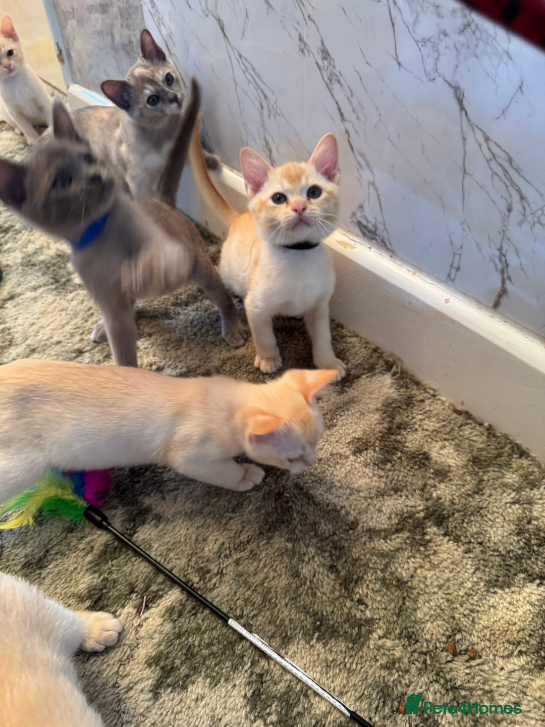 Burmese cats for sale: Burmese Kittens For Sale - Advert 5