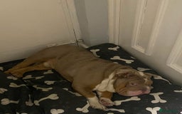 English Bulldog dogs for sale: english bulldog  - Image 2