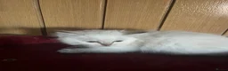 Ragdoll cats for sale: Gorgeous Tica ragdoll kittens  - Advert 9