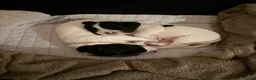 English Springer Spaniel dogs for sale: 3 female Springer spaniel puppies  - Advert 5