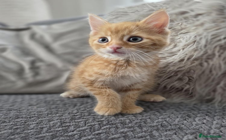Maine Coon cats - Advert 2
