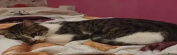 British Shorthair cats for sale: British shorthair cat in Birmingham - Advert 3