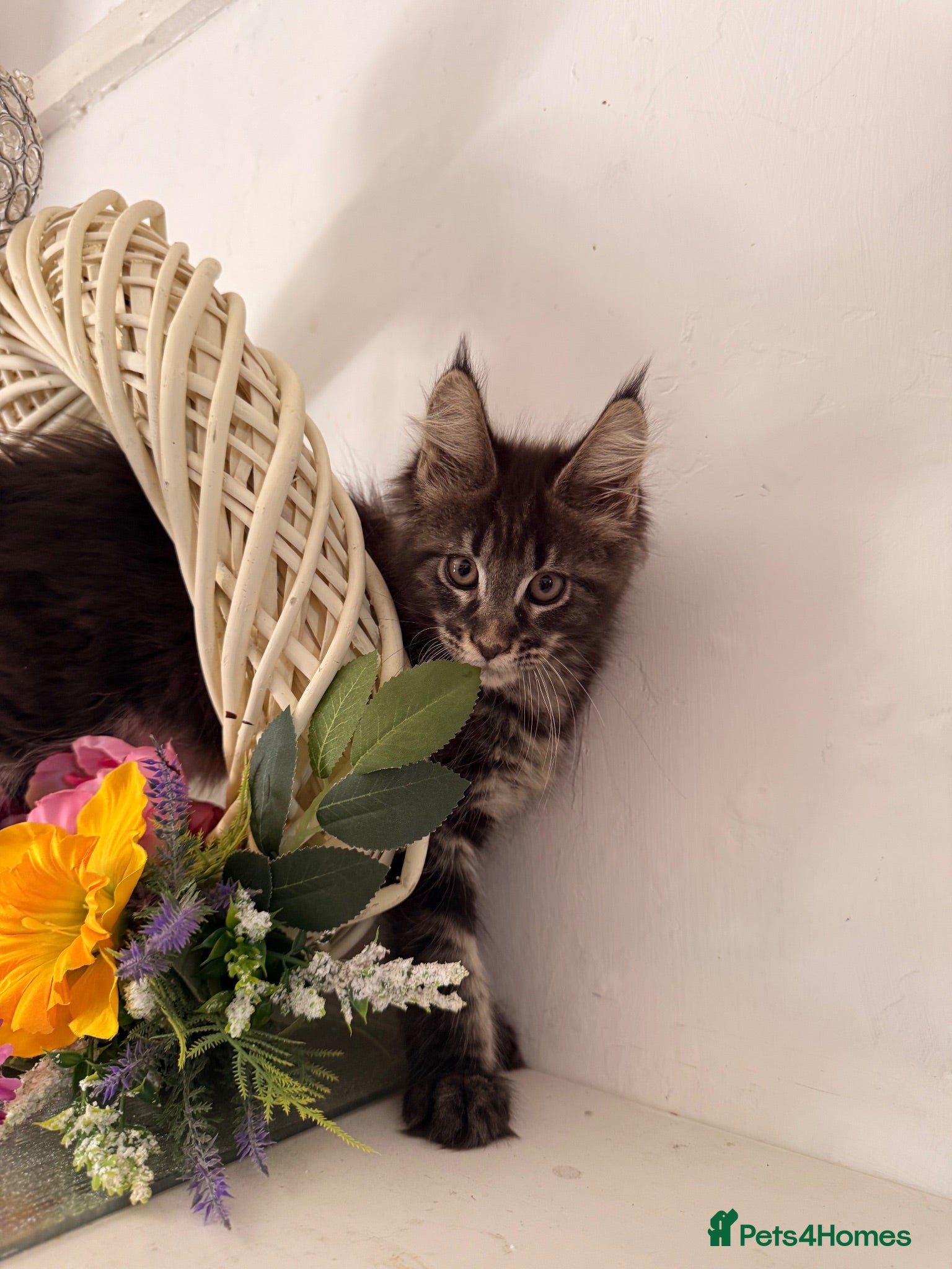 Maine Coon cats TICA registered Maine coon kittens  - Advert 2