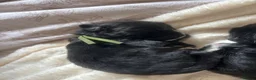 Newfoundland dogs for sale: KC REGISTERED Stunning Newfoundland Puppies in Southminster - Advert 2