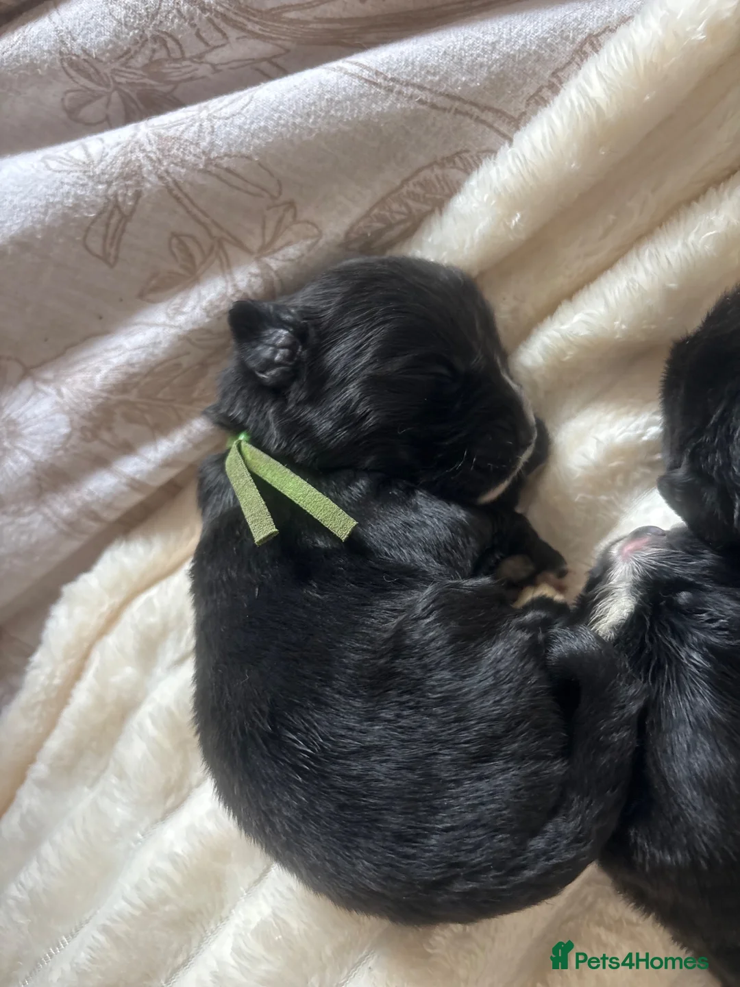 Newfoundland dogs for sale: KC REGISTERED Stunning Newfoundland Puppies in Southminster - Advert 2