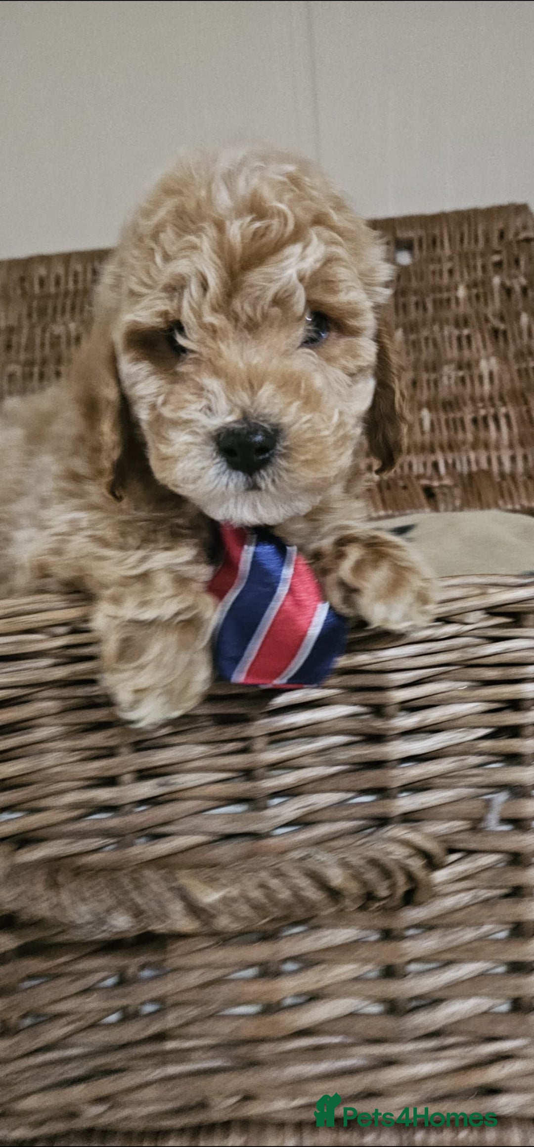 Cockapoo dogs for sale: Ready now  - Advert 5