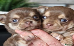 Chihuahua dogs for stud: KC SMOOTH COAT CHIHUAHUA  OPEN  AT STUD 💙 in Doncaster - Image 12