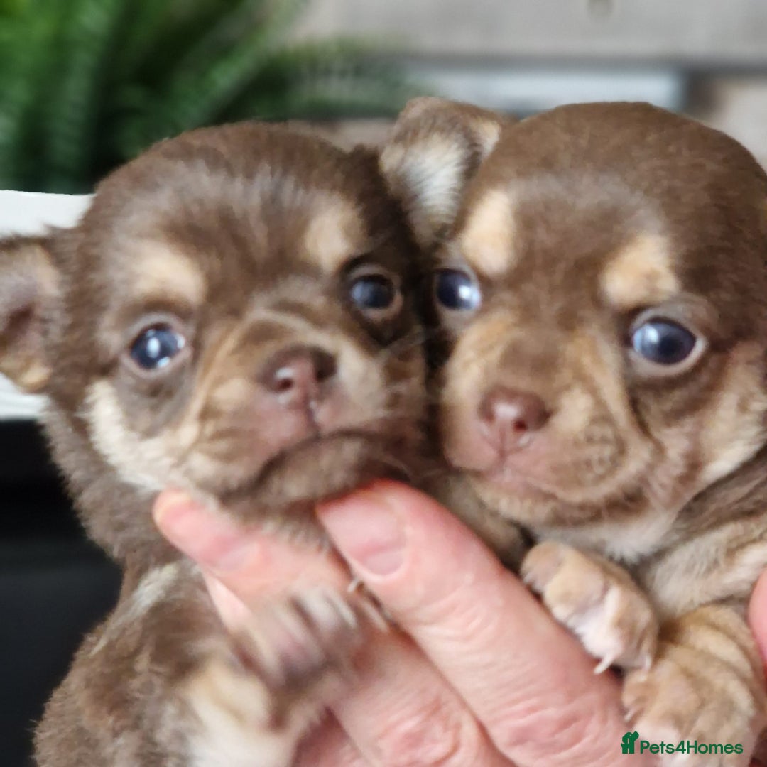 Chihuahua dogs for stud: KC SMOOTH COAT CHIHUAHUA  OPEN  AT STUD 💙 in Doncaster - Image 12