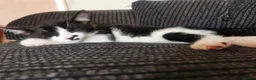Mixed Breed cats for sale: 5 Beautiful Kittens need loving home - Advert 11