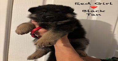 German Shepherd dogs - Advert 4