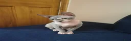 Sphynx cats for sale: sphynx cat for sale in Leeds - Advert 5