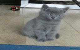 Russian Blue cats for sale: Pure Russian Blue Kittens, 3 girls, 1 boy - Image 4