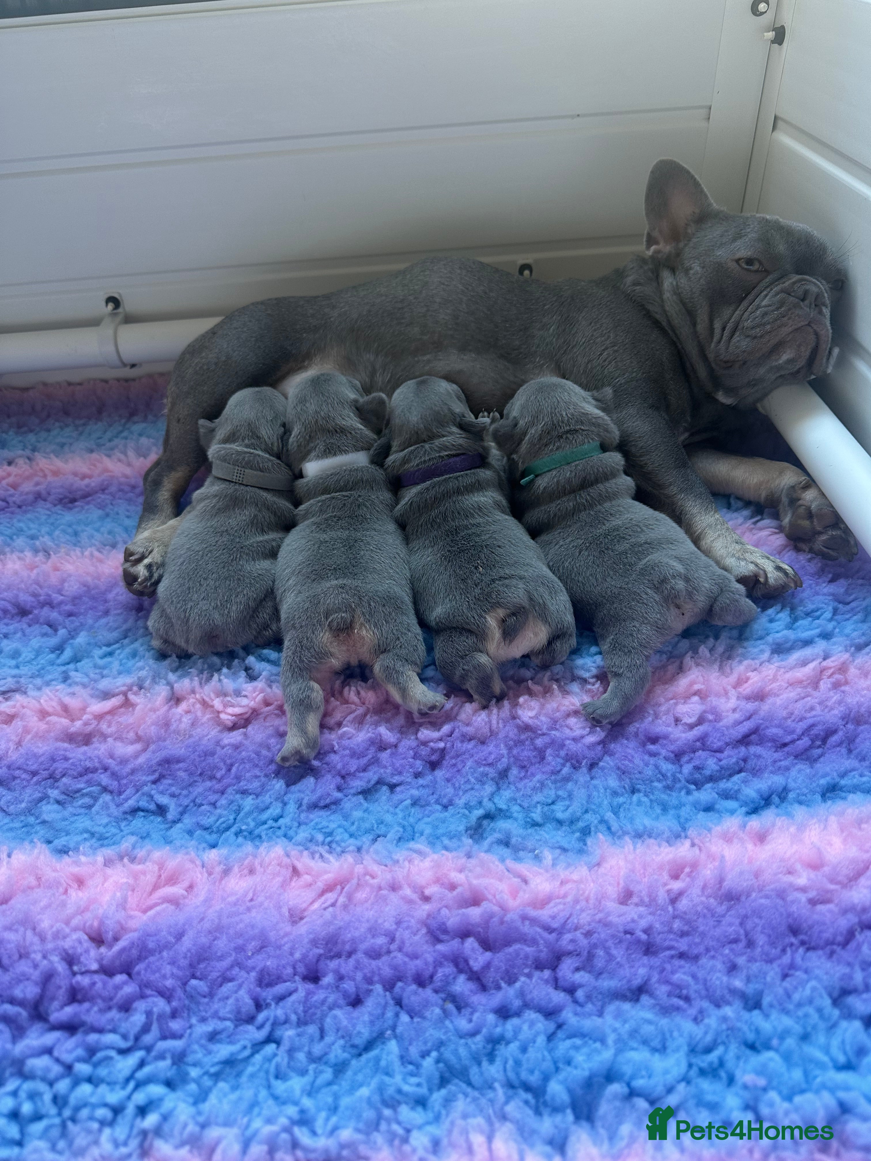 French Bulldog dogs for sale: 2nd litter of Jesus natk9 frenchies - Advert 2