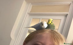 Budgerigars birds for sale: Female budgies - Image 4