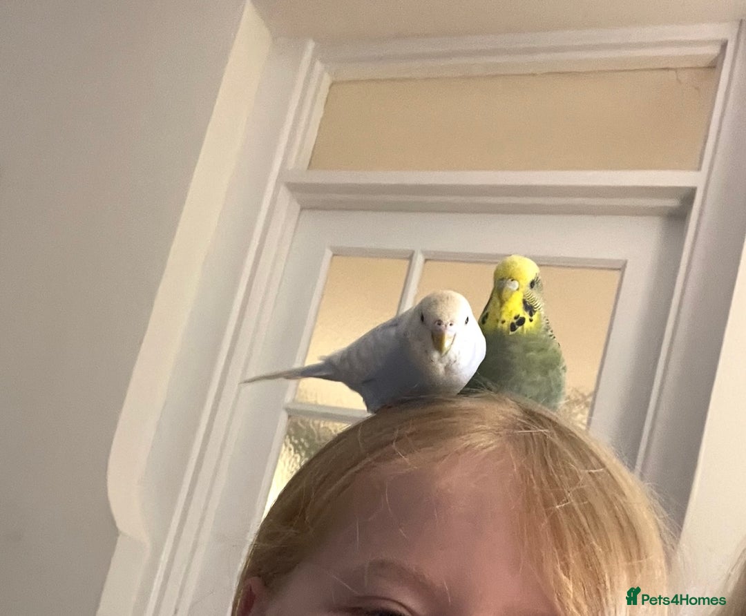 Budgerigars birds for sale: Female budgies - Image 4
