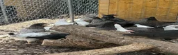 Chickens poultry for sale: Hybrid hens for sale  in Gravesend - Advert 3