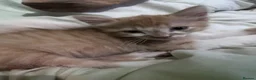 Domestic Shorthair cats for sale: Kittens for sale  - Advert 4