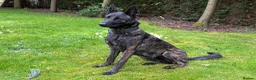 Belgian Shepherd Dog dogs for sale: EXCEPTIONAL WORKING LINE SHEPHERDS! - Advert 11