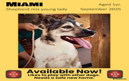Mixed Breed dogs for adoption: Miami, 1 yr approx. Available for adoption. - Image 1