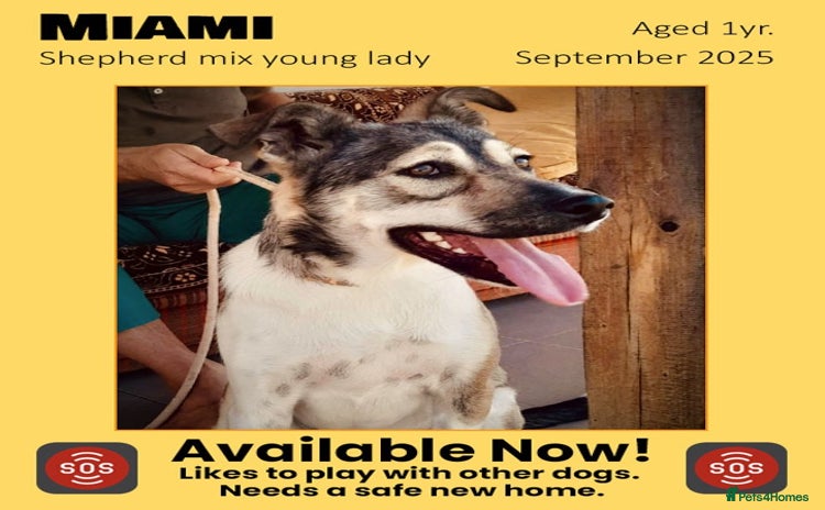 Mixed Breed dogs - Advert 7