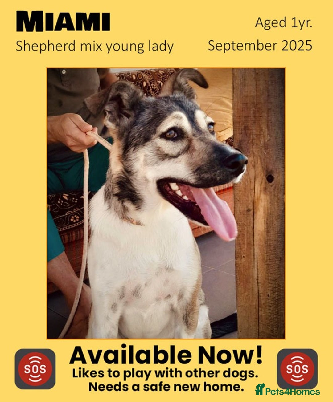 Mixed Breed dogs for adoption: Miami, 1 yr approx. Available for adoption. - Image 1