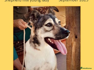 Mixed Breed dogs - Advert 28
