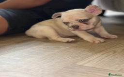 French Bulldog dogs for sale: ‼️ READY TO LEAVE NOW -3 French bulldog pups left! in Ripley - Image 12